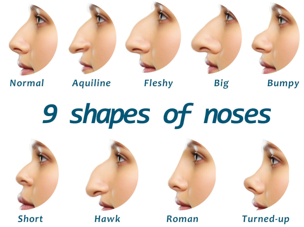 nine shapes of noses aquiline big hawk roman turned-up