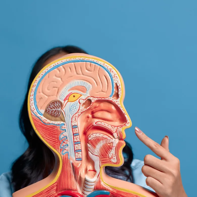 anatomie nez