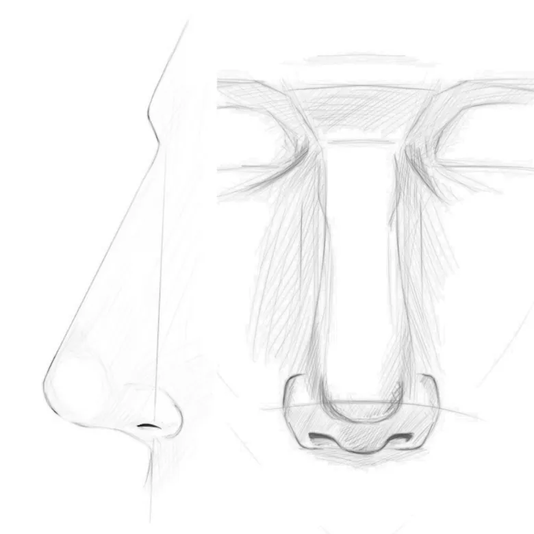 dessin nez dessiner