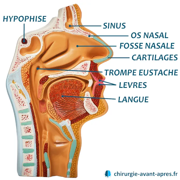 nose anatomy