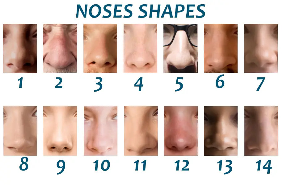 noses shapes